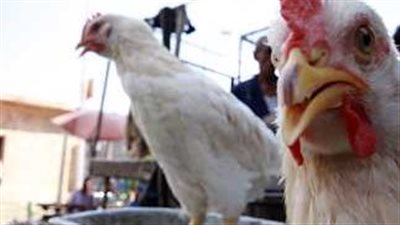 أسعار الفراخ اليوم الأربعاء 29 مايو 2024