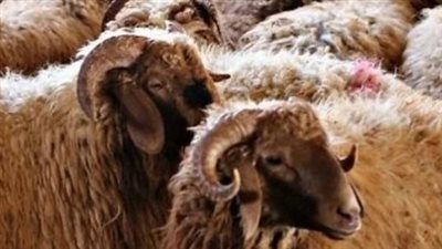 أرخص الأماكن لـ شراء أضاحي العيد 2024