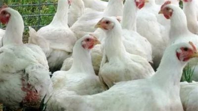أسعار الدواجن والبيض اليوم الخميس 30 مايو 2024 