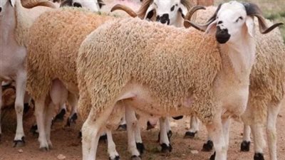 سعر أضاحي 2024 لولو هايبر Hyper ماركت