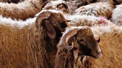  أسعار الأضاحي في مصر 2024