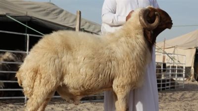 قبل العيد الكبير.. سعر الهدي في السعودية 2024