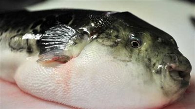 سمكة الثعلب.. ما هي خطورة سمكة الأرنب وقصتها المثيرة للجدل؟