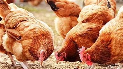  أسعار الفراخ والبيض اليوم السبت 1_ 6_ 2024