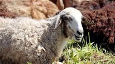 طريقة حجز الأضاحي من منافذ زارة الزراعة 2024