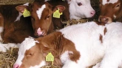 أسعار الأضاحي في مصر 2024.. العجول البقر والجاموس في الأسواق بكام؟