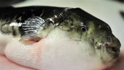 ما هي أضرار سمكة الأرنب؟