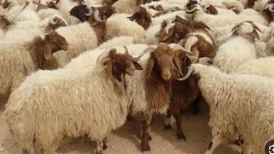 سعر الهدي في بنك الراجحي 2024.. وخطوات الشراء أونلاين 