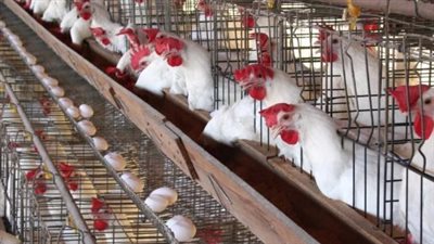 أسعار الطيور في الأسواق المصرية اليوم 5_6_ 2024