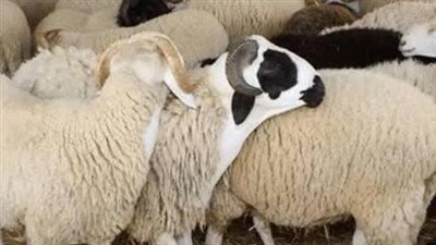 أسعار الأضاحي Dahi في السعودية 2024