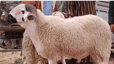  أحكام ذبح الأضحية بالتزامن مع العيد الكبير 2024