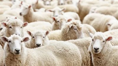 ما هي شروط المضحي والأضحية في ذاتها؟