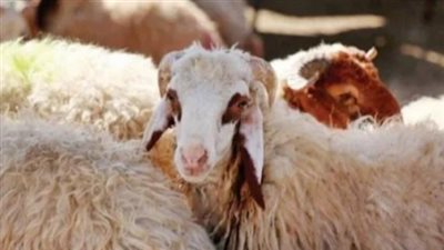  أسعار لحوم الأضاحي 2024.. كيلو الخروف البلدي بين 160 و220 جنيهًا