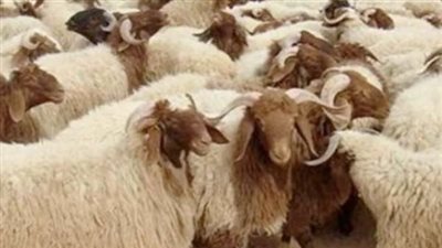 حكم تنازل المضحي عن نصيبه.. والسنن 