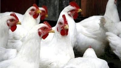 سعر كيلو الفراخ البيضاء اليوم 9_ 6_ 2024