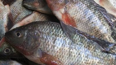  أسعار السمك والجمبري اليوم الأحد 9 يونيو 2024