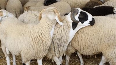 أسعار الأضاحي في وزارة الزراعة.. وخطوات الحجز 