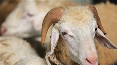  أسعار الأضاحي في الأسواق قبل العيد الكبير 2024