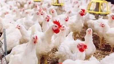  سعر الفراخ البيضاء اليوم 11_ 6_ 2024