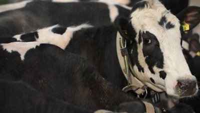 هل يجوز الاشتراك فى الأضحية؟