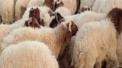 بأنواعها المختلفة.. أسعار الأضاحي في مصر 2024