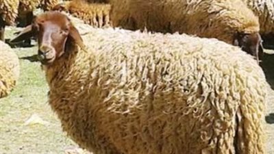  أسعار الخرفان قبل عيد الأضحى 2024