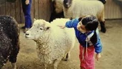 متى يمكن أن يرى الصغير ذبح أضحية العيد؟ 