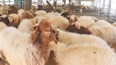 اسعار الاضاحي في السعودية 2024