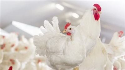 سعر الدواجن اليوم الخميس 13 يونيو 2024 في الأسواق والمحال التجارية