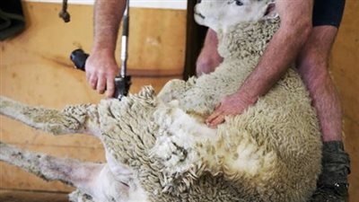 أفضل وقت لذبح الأضحية