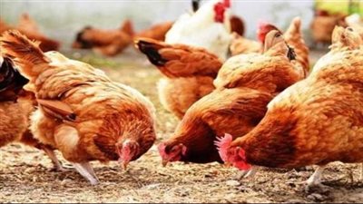 قائمة بأسعار الدواجن والبيض اليوم الثلاثاء 18 يونيو 2024