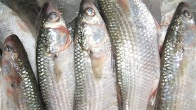 سعر السمك اليوم 18_6_2024.. البوري كبير الحجم يتراوح ما بين 100 لـ 140 جنيه