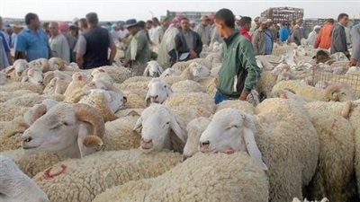  آخر موعد لذبح الأضحية.. دار الإفتاء المصرية توضح