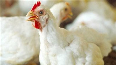 أسعار الدواجن اليوم السبت 22 يونيو 2024 في الأسواق والمحال التجارية