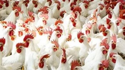  أسعار الدواجن والبيض اليوم الأحد 23 يونيو 2024