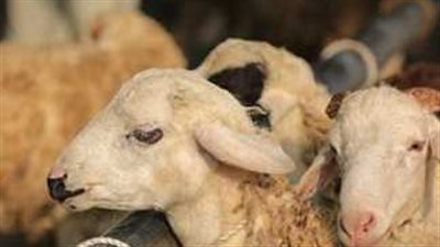 آخر وقت لذبح الأضحية خلال أيام عيد الأضحى المبارك 2024