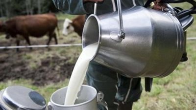  أسعار البيض والألبان اليوم الأربعاء 19 يونيو 2024