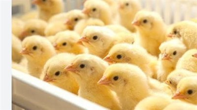 أسعار الكتاكيت والبيض اليوم الخميس 27 يونيو 2024