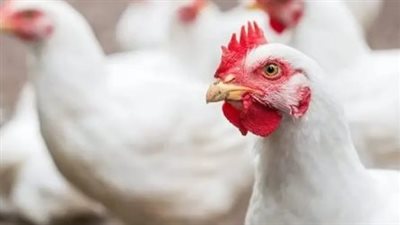 أسعار الفراخ والبيض في مصر اليوم 29 يونيو 2024