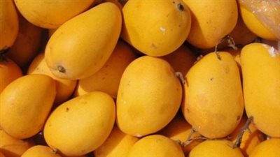  أسعار المانجو اليوم 1 يوليو 2024 في سوق العبور (فيديو)