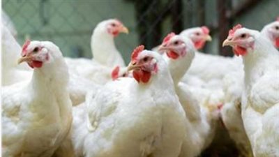  أسعار الدواجن اليوم الإثنين 1 يوليو 2024 في الأسواق والمحال التجارية