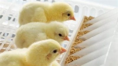 أسعار الكتاكيت والبيض اليوم 3_ 7_ 2024