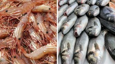  أسعار السمك والجمبري اليوم السبت 6 يوليو 2024