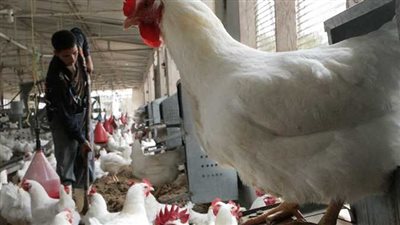 أسعار الدواجن والبيض اليوم السبت 6 يوليو 2024