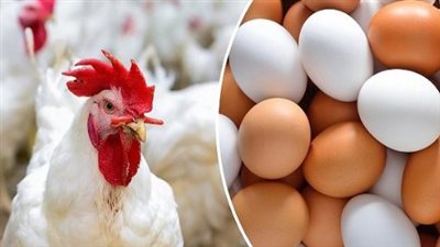 أسعار الطيور في الأسواق المصرية اليوم الأربعاء 10 _ 7_ 2024 