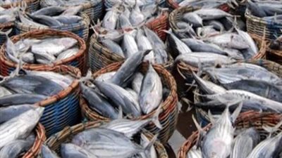 أسعار السمك والجمبري اليوم الخميس 11 يوليو 2024