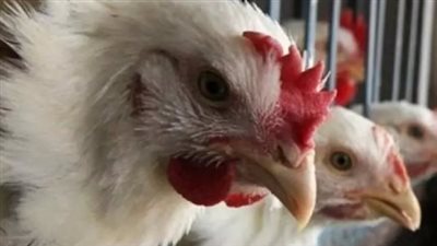  أسعار الفراخ في بورصة الدواجن الرئيسية اليوم الأحد 14 يوليو 2024