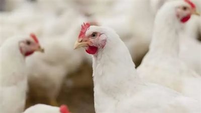  في الأسواق والمحال التجارية.. أسعار الدواجن اليوم الثلاثاء 16 يوليو 2024