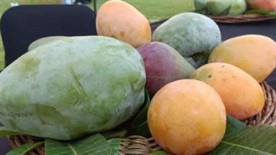 أسعار المانجو بالأسواق اليوم 17_ 7_ 2024
