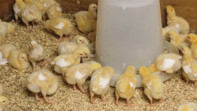 أسعار الكتاكيت اليوم السبت 20_7_2024